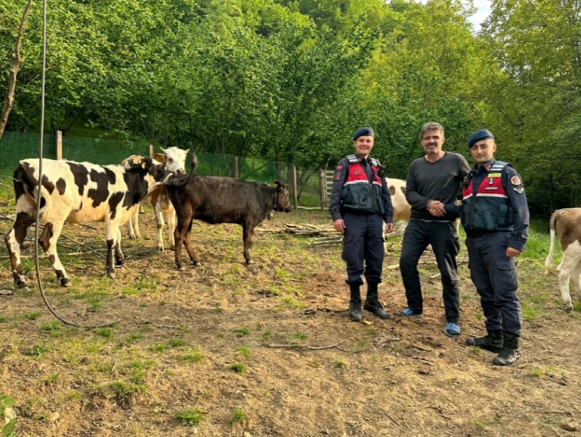 Kayıp Büyükbaş Hayvanlar Drone Destekli Aramayla Bulundu